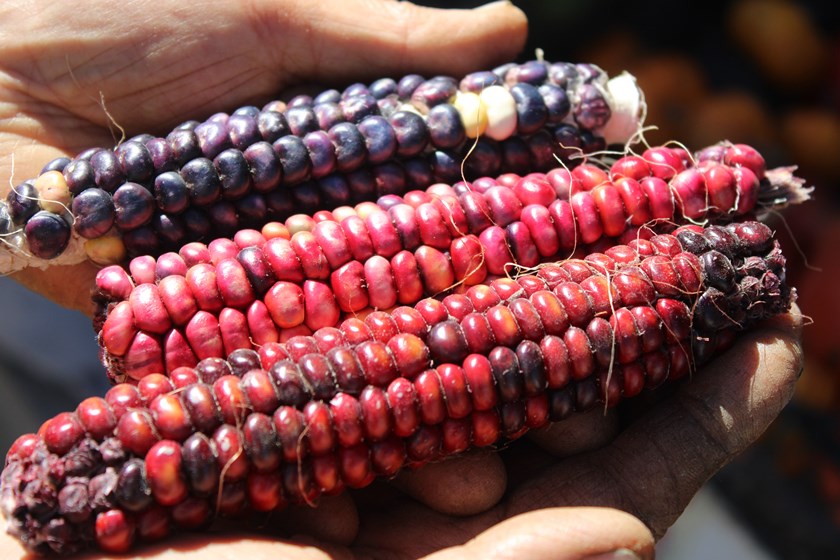 Kocasinan Kooperatifi Mısır