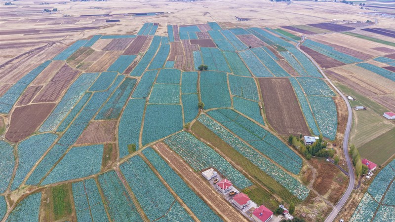 Lahana Muş Ovası (1)