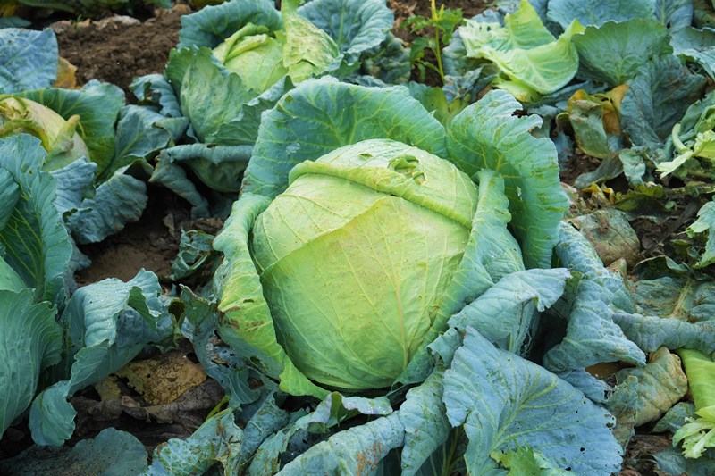 Lahana Muş Ovası (2)