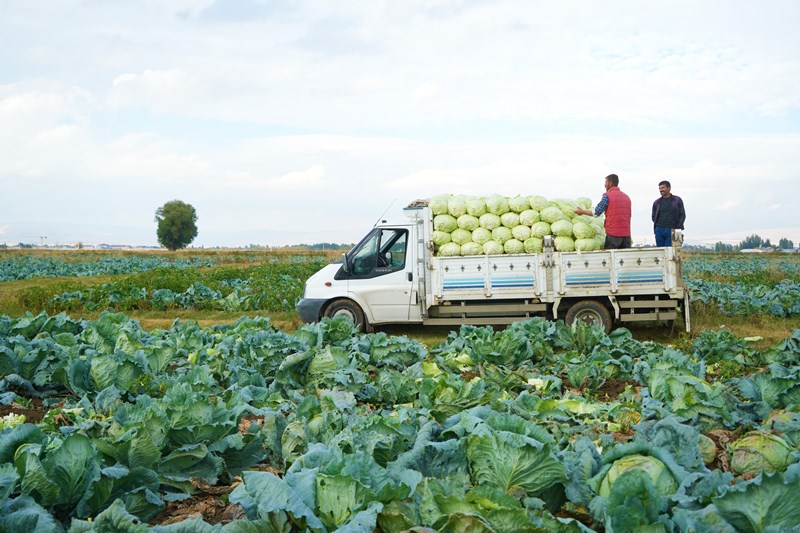 Lahana Muş Ovası (5)
