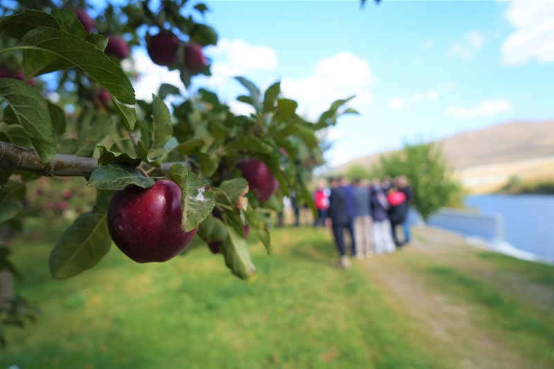 Muş Elma Hasatı (1)
