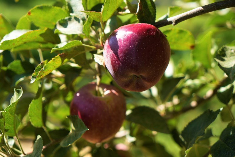 Muş Elma Hasatı (3)