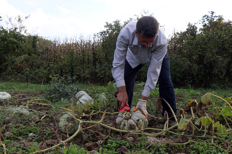 Sakarya Bal Kabağı Hasadı (3)