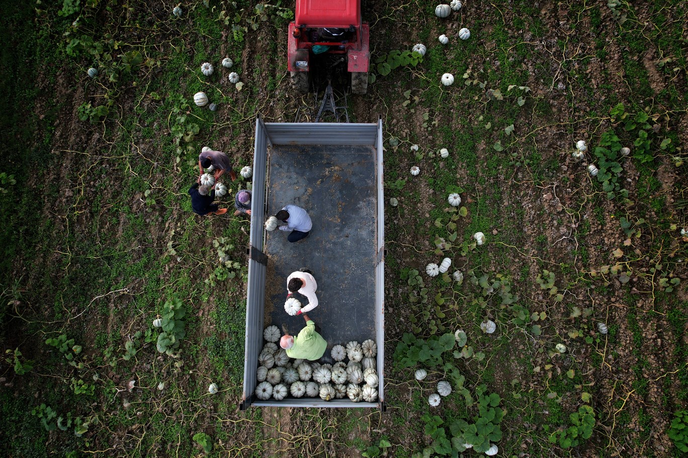Sakarya Bal Kabağı Hasadı (4)