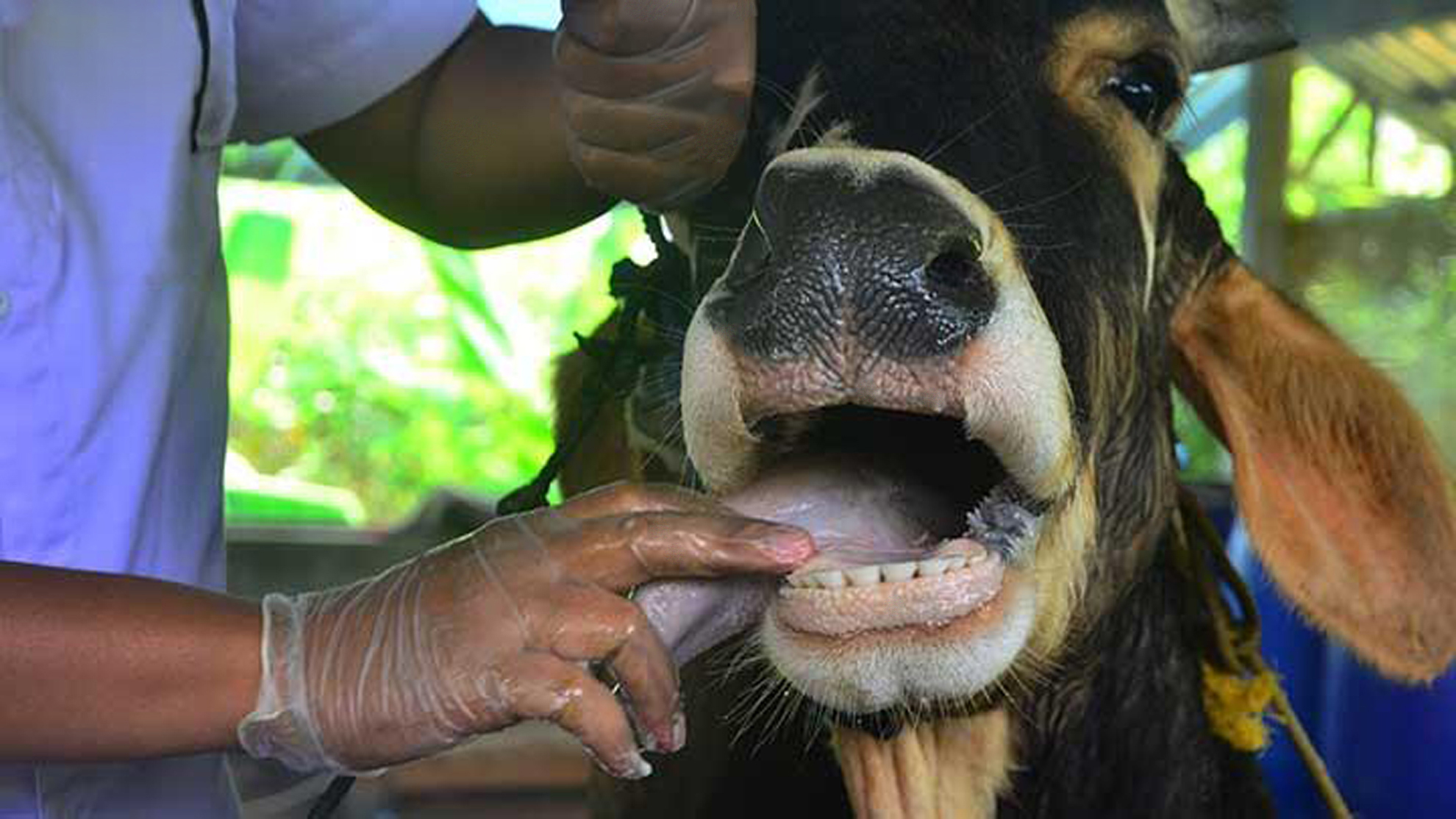 Şap Hastalığıyla Mücadele