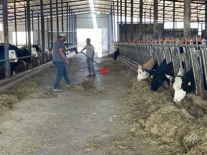 Şap Ve Üç Gün Hastalığı Arttı, Kırmızı Et Fiyatları Düştü (2)