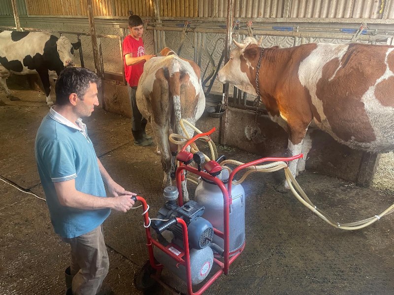 Şap Ve Üç Gün Hastalığı Arttı, Kırmızı Et Fiyatları Düştü (3)