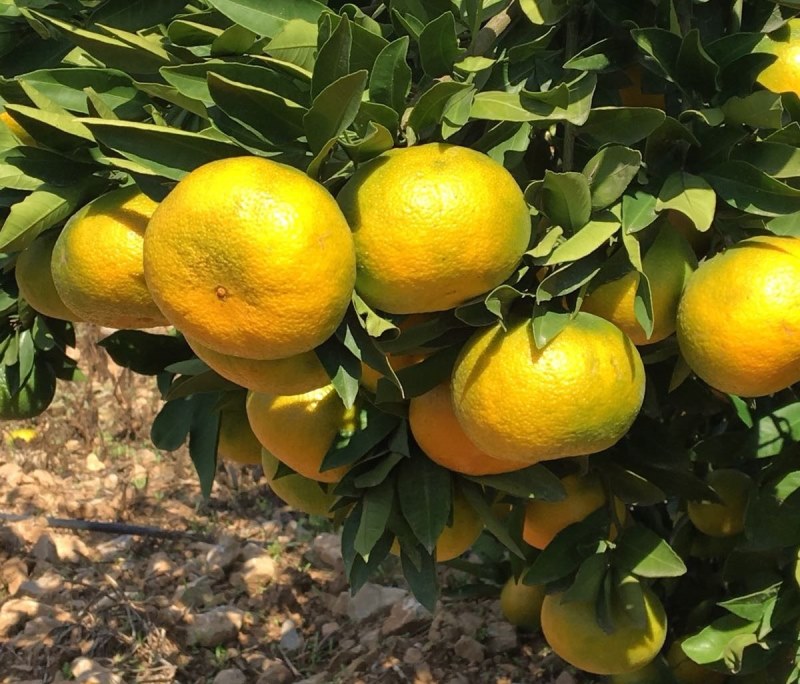 Satsuma Mandalin (1)