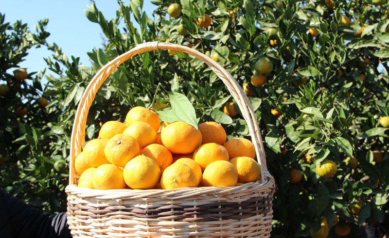 Satsuma Mandalin (3)