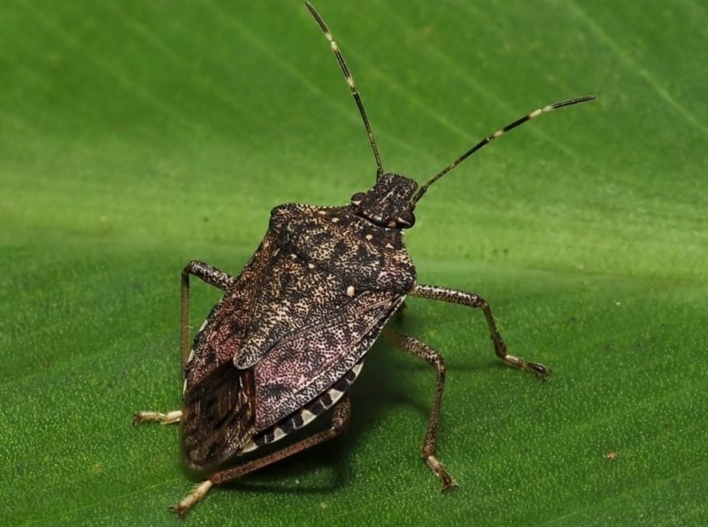 Kahverengi Kokarca-2