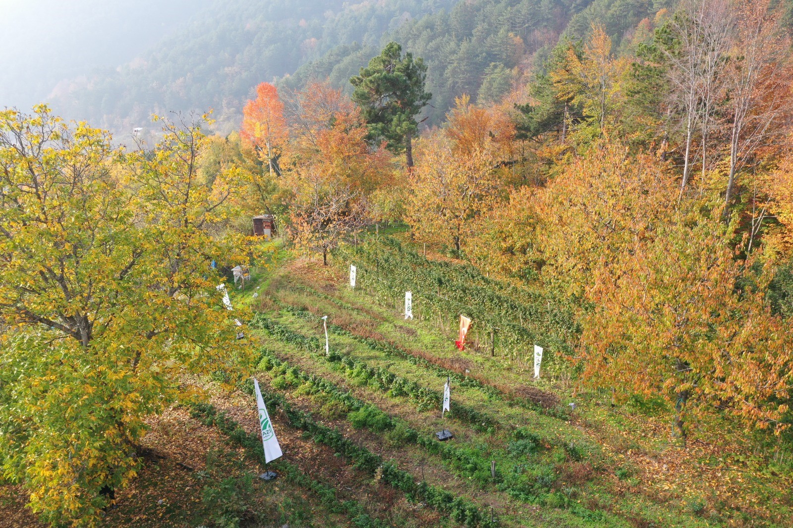 Osmangazi Ahududu (3)