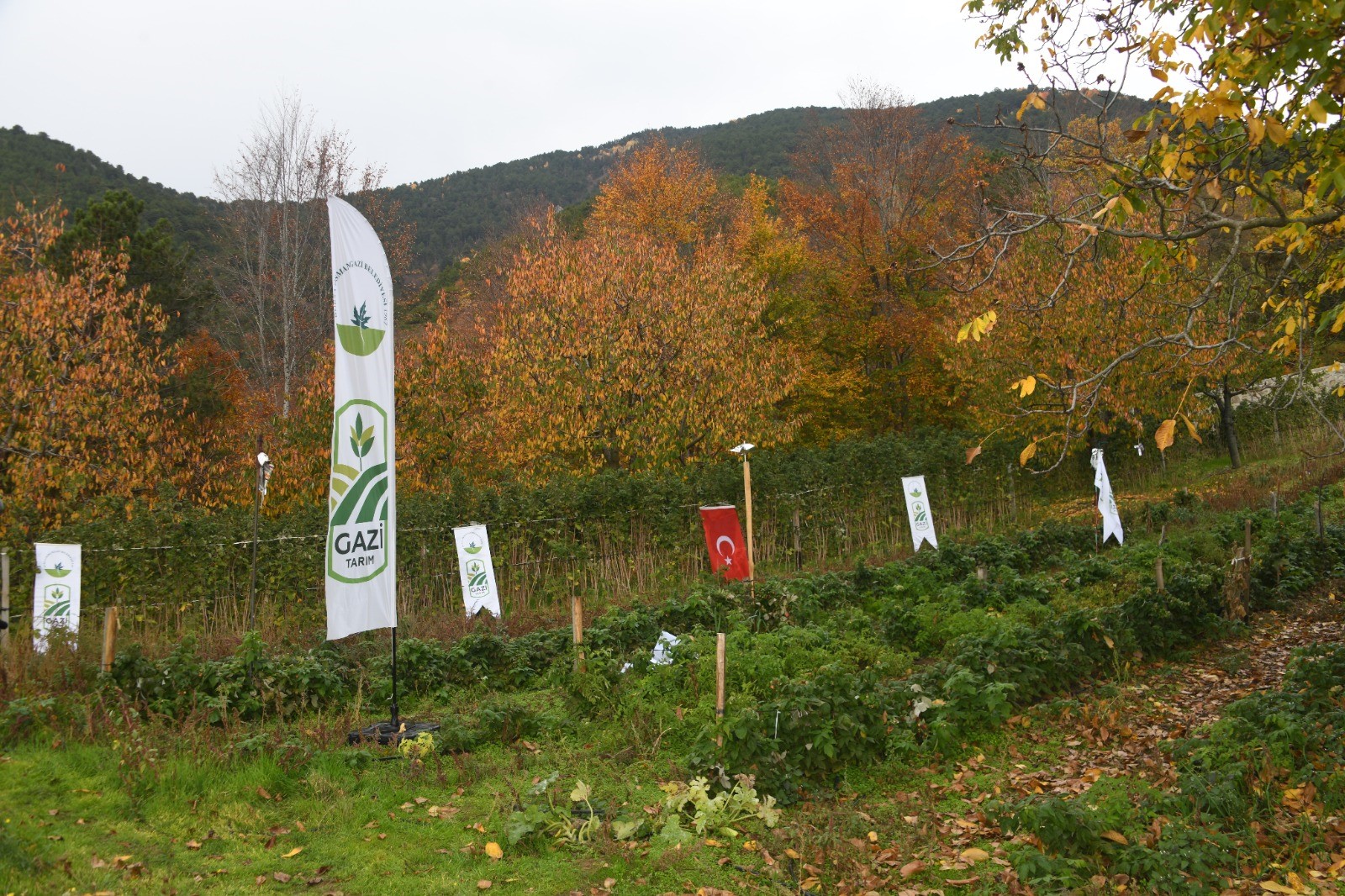 Osmangazi Ahududu (4)