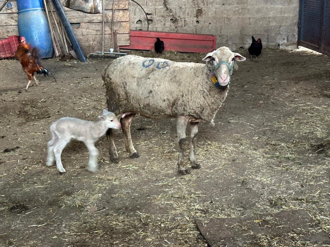 Şap Hastalığı (1)