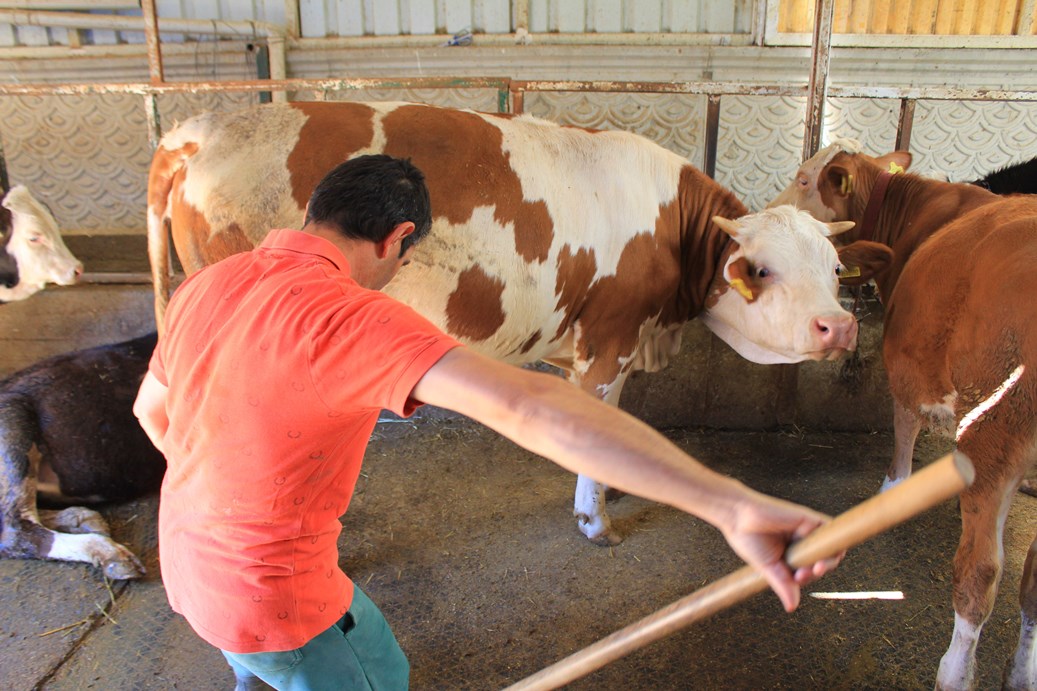 Şap Hastalığı (3)