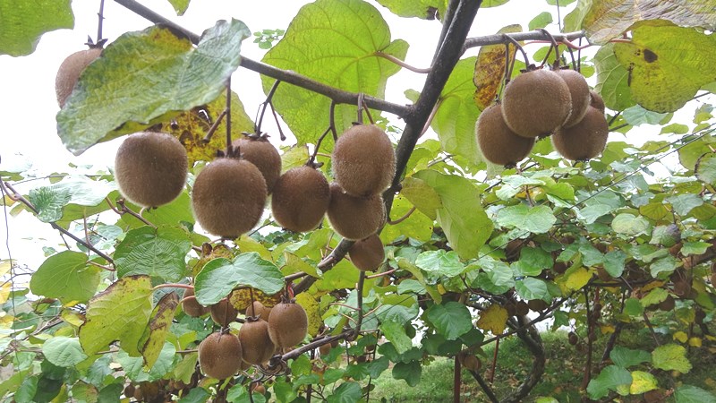 Trabzon Üreticisi Dertli İran Kivisi Piyasayı Ucuzlatıyor (1)