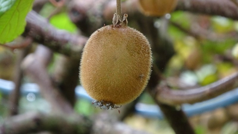 Trabzon Üreticisi Dertli İran Kivisi Piyasayı Ucuzlatıyor (2)