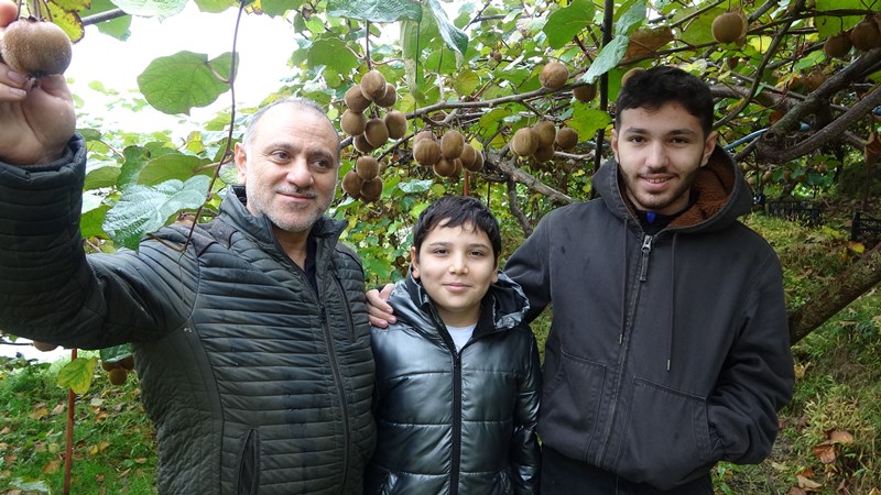 Trabzon Üreticisi Dertli İran Kivisi Piyasayı Ucuzlatıyor (3)