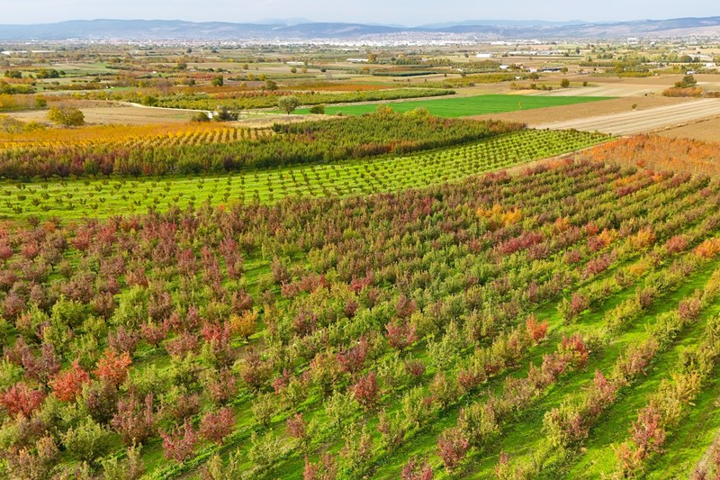 Uludağ Ve Sonbahar (5)