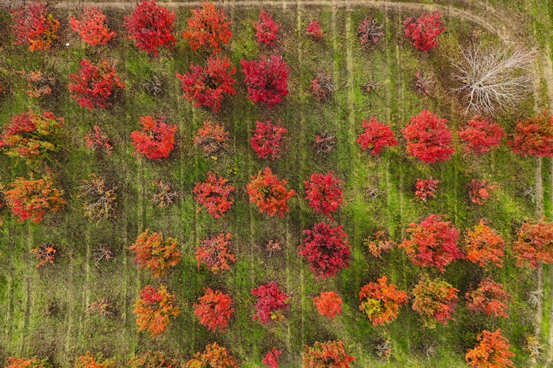 Uludağ Ve Sonbahar (6)